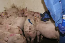 Kolejnej wietnamskiej firmie udało się podobno opracować szczepionkę przeciwko afrykańskiemu pomorowi świń
