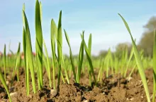 pszenica ozima wschody