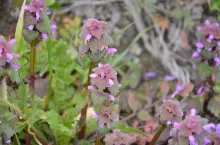 jasnota purpurowa, chwasty