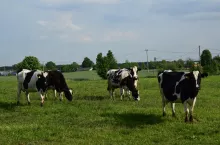 Bydło bezpośrednio z obory może wyjść na pastwiska. To duży komfort dla zwierząt i okresowo niższe koszty produkcji dla hodowców