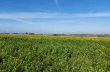 Jaka kara grozi rolnikowi za zmulczowanie międzyplonu przed 15 listopada?