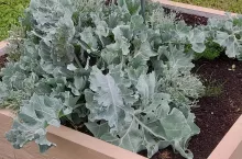 Starożytni Rzymianie zabierali modrak ze sobą na długie morskie wyprawy, by chronił ich przed szkorbutem