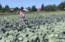 Pracownicy sezonowi