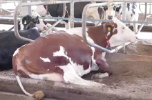  Dobre stanowisko to takie, na którym zwierzęta długo leżą, nie brudzą się oraz nie dochodzi do otarć i urazów ciała