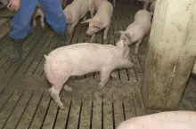 To rolnik w pierwszej kolejności powinien ocenić, czy uraz lub choroba wiążą się z cierpieniem zwierzęcia, i w razie wątpliwości co do potrzeby uśmiercania skonsultować się z lekarzem weterynarii