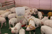 Fruktooligosacharydy, które podlegają intensywnej fermentacji, dostarczają dużych ilości substancji odżywczych dla bakterii probiotycznych, co jest prozdrowotną cechą włókna pokarmowego