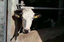 Żywienie krów mlecznych