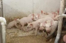 W świetle obecnie obowiązujących tendencji należy się spodziewać, że prędzej czy później chirurgiczna kastracja zwierząt zostanie zakazana, dlatego już teraz warto analizować alternatywne rozwiązania.