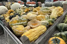 Dynie sprzedaż detaliczna