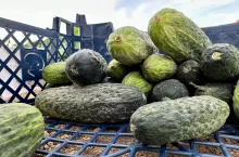 Zbiór ogórków gruntowych