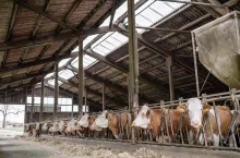 Karmienie mączką z cukierków jest opłacalnym i zrównoważonym sposobem na dodanie do diety krów białka, cukrów i tłuszczu