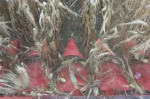 Kukurydza była podczas dni pola koszona i ważona, oznaczana była wilgotność