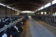 krowy, bydło