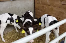 Czasami cielęta jedynie obsysają się nawzajem, rzadziej także piją mocz. Każde zwierzę należy dokładnie obserwować!