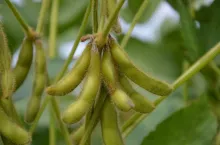 soja