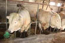 Jakie są ceny bydła w Polsce na koniec października 2023? 