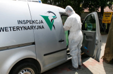 Gorący klimat może mieć wpływ na rozwój wirusów, w tym również afrykańskiego pomoru świń. Nie wyklucza on nawet samoistnego wyginięcia wirusa, co miało miejsce na Kaukazie (Armenia, Gruzja). Przy temperaturach zewnętrznych powyżej 30°C okres półtrwania wirusa ASF ulega bowiem znacznemu skróceniu.