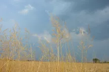 miotła zbożowa, chwasty