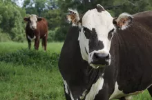 &lt;p&gt;Atypowa choroba szalonych krów jest naturalnie i sporadycznie występującą postacią BSE, która występuje w populacjach bydła z bardzo niskim wskaźnikiem.&lt;/p&gt;