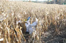 Do 5 tysięcy złotych grzywny grozi dwóm mężczyznom, którzy kradli kolby z kukurydzą na jednym z pól w gminie Siemiatycze.