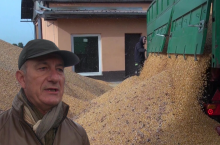 ceny skupu rzepak, pszenica, kukurydza