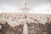 Shot of chickens on a poultry farm