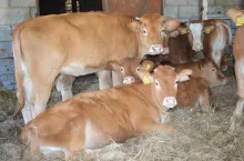 Ceny bydła utrzymują się na stabilnym poziomie. Hodowcy czekają na obiecane podwyżki, jednak tych jak nie było tak nie ma. 