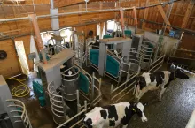 Centrum udojowe (AMP) złożone z 8 robotów obsługuje 8 grup technologicznych.