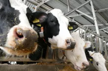 Skład mleka to cenne źródło informacji o poprawności zbilansowania dawki pokarmowej oraz jej strukturalności