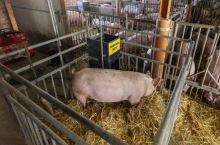 Izolatka dla świń, powinna znajdować się w każdej chlewni.