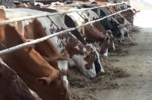 Ukrainy nie da się obecnie sklasyfikować jako potęgi w produkcji mleka. Jednak dla państwa, które posiada doskonałe warunki do hodowli, osiągnięcie znaczącego wolumenu wytwarzanego mleka wcale nie musi być trudnym zadaniem.