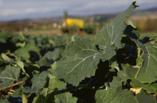 Mocny rzepak jesienią