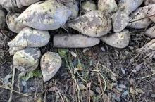 Pocisk kolorem i wielkością przypominał buraki cukrowe