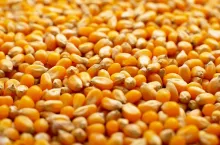 ziarno kukurydzy, wypadek, rolnik