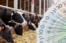 Niskie ceny skupu mleka