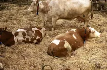 Czy zawsze dłużej znaczy lepiej? Badanie pokazuje, że zarówno długi okres zasuszania (>70 dni), jak i zbyt krótki (