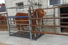 W polskich skupach obserwowany jest spadek cen krów. Podobnie jest w całej UE. Wszyscy czekają na przedświąteczne podwyżki...