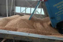 Jakie są aktualne ceny zbóż i rzepaku w Polsce?