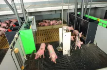 W kojcach KomfortPlus zwierzęta miały do dyspozycji znacznie więcej przestrzeni, szeroki wybór materiałów manipulacyjnych, urządzenia chłodzące, ściółkę i różne strefy klimatyczne.