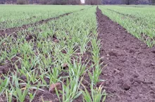 jęczmień ozimy plantacja jesień