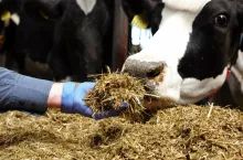 Głównym powodem mniejszej zawartości białka w mleku może być zbyt mała koncentracja energii w dawce oraz niedostateczne pobranie paszy.