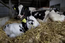 Jak postępować z cielęciem i krową po porodzie, by ograniczyć upadki i zapewnić zdrowy odchów? 
