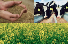 Poekstrakcyjna śruta rzepakowa w żywieniu bydła mlecznego, to dobry komponent paszowy. Jak dobry? Przekonamy się podczas konferencji pod Łomżą.