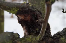 Tak zaatakowany konar jest nie do uratowania, należy go usunąć do zdrowego miejsca a ranę pokryć farbą emulsyjną z dodatniem fungicydu