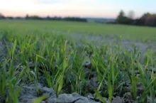 zboża, pole, plantacja