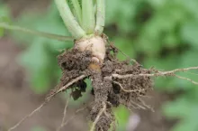 Śmietka kapuściana na rzodkwi