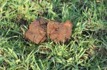 Rudawiec ruda darniowa