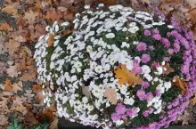 &lt;p&gt;Złocienie to polska nazwa chryzantem. Nazwa &lt;em&gt;chrysanthemum&lt;/em&gt; pochodzi od łacińskich słów &lt;em&gt;chrysos&lt;/em&gt;, czyli złoto, i &lt;em&gt;anthemis&lt;/em&gt;, czyli kwiat&lt;/p&gt;