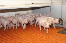 Wczesna kolonizacja mikrobiologiczna u prosiąt to szansa na osiągnięcie odporności na choroby i lepszego trawienia, kiedy już znajdą się w odchowalni