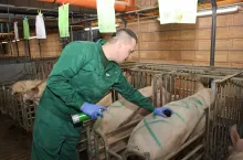 Optymalna kondycja loch jest kluczem do osiągnięcia przez nie potencjału genetycznego, dlatego tak ważne jest rutynowe i dokładne monitorowanie stanu ciała loch i loszek, w szczególności głębokości tłuszczu grzbietowego i mięśni schabu